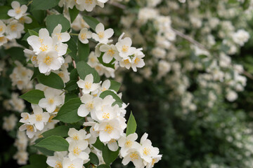 Lush blooming jasmine shrub