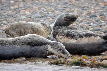 Seals at the south end of Walney, Cumbria, England, UK