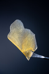 Cannabis Concentrate - Strain: Peach Diesel