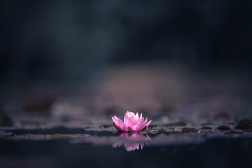 Pink waterlily with a yellow heart floating on water