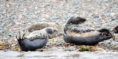 Seals at the south end of Walney, Cumbria, England, UK
