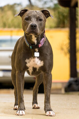 Pit bull dog in the backyard of the house. Pitbull blue nose with honey colored eyes. House with...