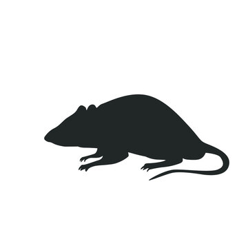 Rat isolated on white. Vector illustration.