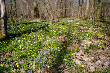Obraz na płótnie Canvas Blooming green forest ground in spring