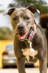 Pit bull dog in the backyard of the house. Pitbull blue nose with honey colored eyes. House with...