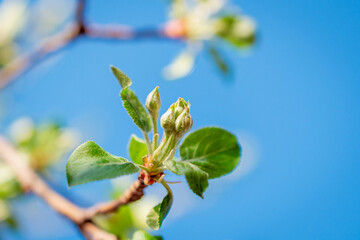Flowers and leaves of apple tree in spring.