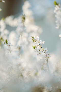 Cherry blossom flower close up