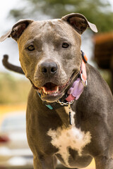 Pit bull dog in the backyard of the house. Pitbull blue nose with honey colored eyes. House with...