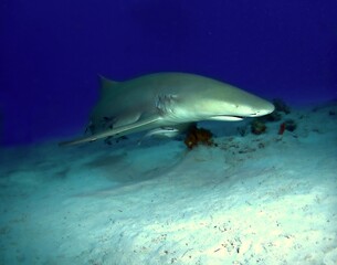 Lemon Shark on the Reef