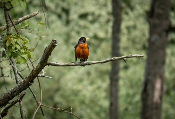 American Robin Perched on a Branch