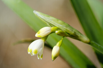 Young summer snowflake close up