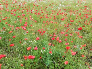 Fototapeta premium field of poppies