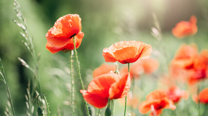 Poppy flowers field nature spring background. Blooming Poppies memory symbol. Armistice or Remembrance day background
