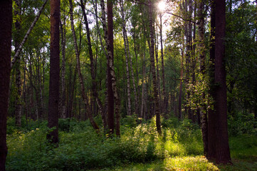 Summer hike in a mixed forest at sunset.
