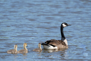 Canada Goose and Goslings