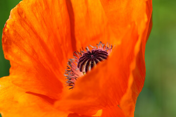 Macro photography of a poppy with a seed-box at its core