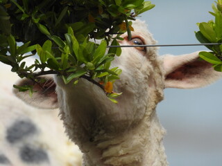 sheep eating