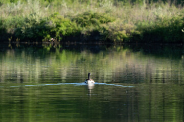 Canada Goose Swimming in Lake