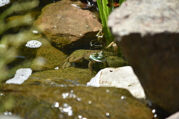 American bullfrog cooling off in a backyard pond.