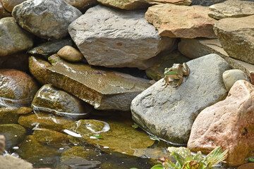 An American bullfrog rests on a rock in a backyard water feature.