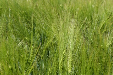 Roggenähren im Feld