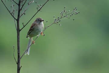Field Sparrow With Spider in Beak