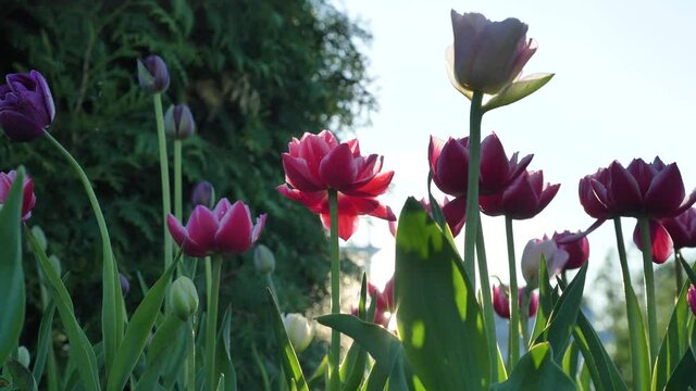 Pink and purple double tulip flowers on long stems with leaves against forest at back bright summer evening sunlight closeup