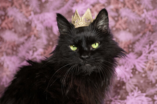Handsome Black Cat with Crown