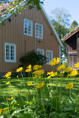 Fototapeta na wymiar A charming Farmhouse surrounded by flowerbeds in Norway.