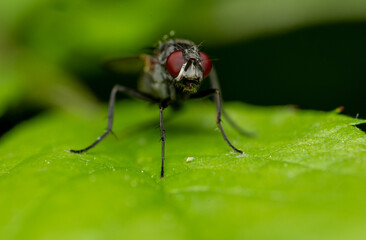 Naklejka premium Macro of Fly on Leaf