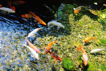 Obraz na płótnie Canvas fish in the pond