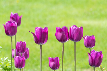 Purple tulips on a green background