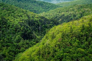 Pine Creek Gorge Greenery