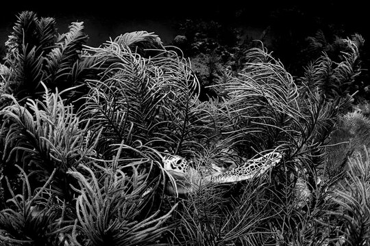 Monochrome Green Turtle in Soft Coral