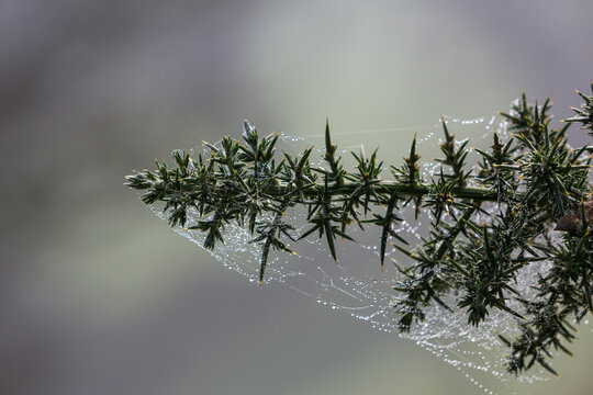 Dewy thorns
