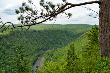 Pine Creek Gorge Pine Tree