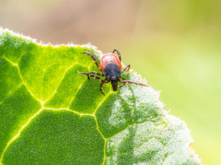 Zecke auf Rhabarberblatt