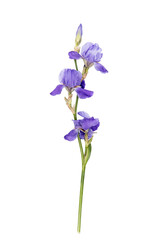 Blue iris flower on a white background. Place for your text. Layout. Vertical.