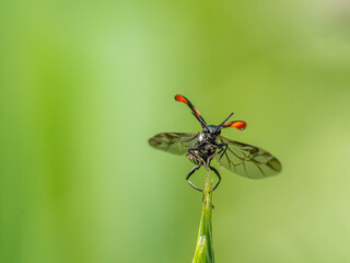 Weichkäfer beim Abflug