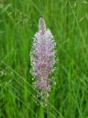 Fiore