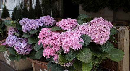 Ornamental shrubs of red and purple hydrangeas and petunias in large outdoor pots line the border of outdoor cafes