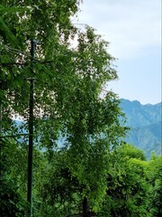 Fototapeta premium Albero