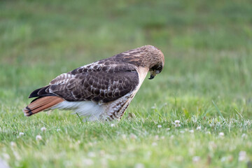Red Tailed Hawk