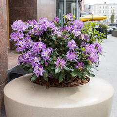 Blooming rhododendron in a stone tub near the store as a street decoration