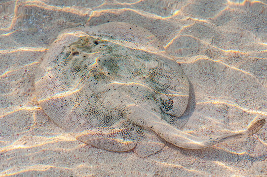 Stingray