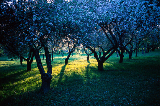 Nature: blooming fruit tree spring flowers