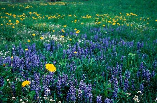 Grass And Spring  Flowers Blooming On Nature