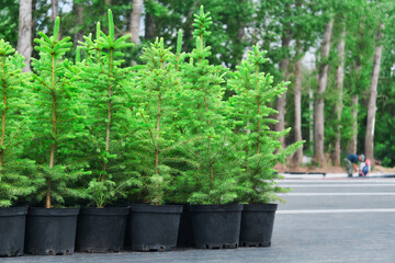 spruce or fir tree seedlings in pots in a tree nursery
