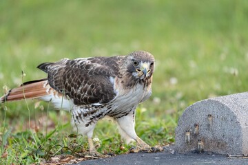 Red Tailed Hawk