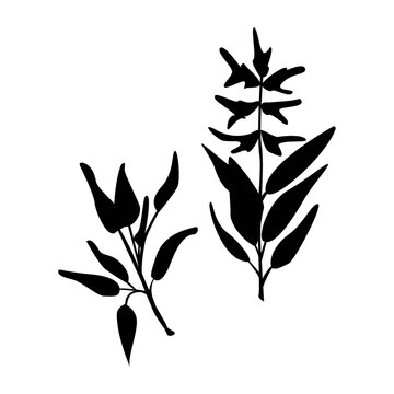 black botanical leaves on white background clip art preview